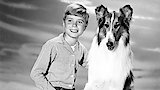 Lassie's Guest