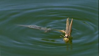 Life in the Undergrowth Season 1 Episode 2 Life in the Undergrowth Season 1 Episode 2