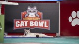 Cat Bowl II