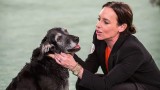 2019 American Rescue Dog Show