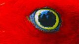 Wild Indonesia: Sulawesi Mystery