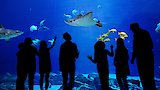 Expedition Whale Shark