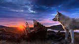 The Last Hunt