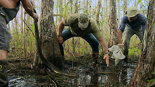Swamp People: Serpent Invasion Season 1 Episode 2 Swamp People: Serpent Invasion Season 1 Episode 2