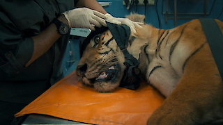 Jungle Animal Rescue Season 1 Episode 5 Jungle Animal Rescue Season 1 Episode 5