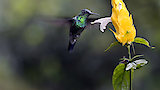 The Hummingbird's Quest