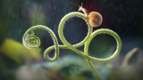 God's Darling: Beetles