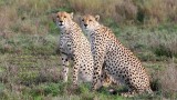 Surviving the Serengeti
