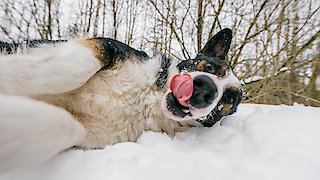 World's Funniest Animals - Episode 3