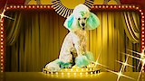 Dog Years