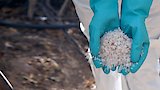 The Rise of Fentanyl