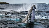 Ocean Giants