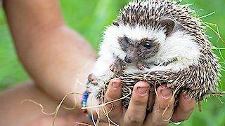 Malawi Wildlife Rescue - Creatures Great and Small