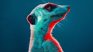 Meerkat Manor: Rise of the Dynasty - Episode 13