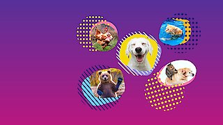 America's Funniest Videos: Animal Edition - Tiny but Mighty!