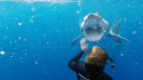 Jaws Awakens: Phred vs. Slash