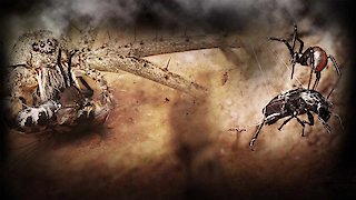 Monster Bug Wars Season 2 Episode 5 Monster Bug Wars Season 2 Episode 5