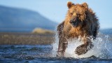 Living with Predators (Conservation)