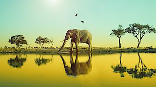 Hard Truths of Conservation - Spanish Icons