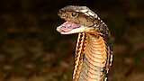 Snakes of the Americas
