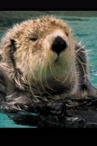 Dance of the Sea Otter