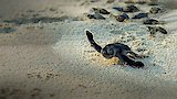 Ocean Odysseys
