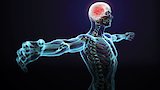 The Biology of Human Cancer