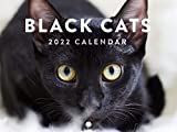 Black Cats 2022 Wall Calendar Cute Baby Kittens Cat Calendar Kittens Calendar Large 18 Month Calendar Monthly Full Color Thick Paper Pages Folded Ready To Hang Planner Agenda 18x12 inch