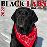 Black Labs Calendar 2022: black Labrador retriever calendar 2022,Cute Dog Animal Calendars for Animal lovers ,beautiful High-Quality images for black dogs