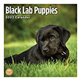 2022 Black Lab Puppies Wall Calendar by Bright Day, 12 x 12 Inch, Cute Dog