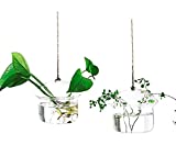 Kingbuy 2 Pack Glass Hanging Vase Planter Vase Terrarium Bud Flower Container for Home Decoration Green Plants Wedding (Mushroom Shape)