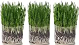 The Cat Ladies Cat Grass Grow Bag Kit, Organic Cat Grass for Indoor Cats, Seeds, 3 Pack Soil, Seeds & Grow Bags