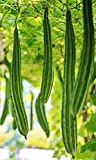 400+ Luffa Gourd Seeds – Luffa Seeds for Planting - Loofah Seeds Heirloom Luffa Gourd Sponges Muop Huong