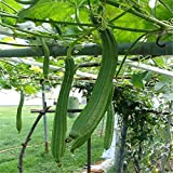 BIG Luffa / Loofah Vegetable Seeds, Plant Matures Quickly 20 seeds