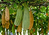 Gourd Luffa / Loofah Non GMO Heirloom Garden Vegetable 50 Seeds Sow No GMO USA