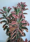 Generic Pink Butterflies Kalanchoe Mother of Thousands Live Succulent 2.5 inch Pot