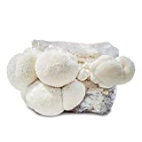 Grow Your Own Mushrooms Kit - Fully Colonized Lion's Mane Mushrooms - Indoor Grow Kit - Grow up to 4 Pounds