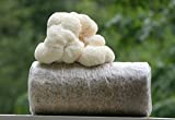 Root Mushroom Farm-Lion's Mane Grow kit, 3.2 pounds Log