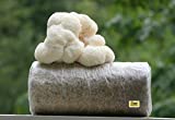 Lion's Mane Grow kit, 3.2 pounds Log, Non GMO, Easy and Fun(Packaging May Vary)