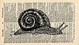 Snail Art Print - Animal Art Print - Vintage Art Print - Vintage Dictionary Art Print - Wall Art - Gift - Garden Snail Artwork - Dictionary Page - Illustration - Book Print 666B