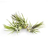 Live Tillandsia 2-3" Air Plant Set of 3 Assorted Large Air Plants - Live Indoor Plants for Terrariums, Hanging Planters, and Home Decor