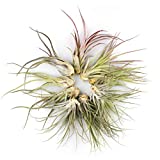 Live Tillandsia 2-3" Air Plant Bulk Variety Pack of 12 Large Air Plants - Live Indoor Plants for Terrariums, Hanging Planters, and Home Decor