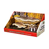 Zilla Vertical D├⌐cor for Reptiles, Mushroom Feeding Ledge, Natural (100531596),9.5 IN