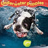 Underwater Puppies 2022 12 x 12 Inch Monthly Square Wall Calendar, Pet Humor Dogs