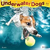 Underwater Dogs 2022 12 x 12 Inch Monthly Square Wall Calendar with Foil Stamped Cover by Plato, Pet Humor Puppy