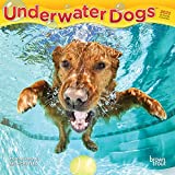 Underwater Dogs 2022 7 x 7 Inch Monthly Mini Wall Calendar, Pet Humor Puppy Canine