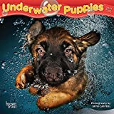 Underwater Puppies 2022 7 x 7 Inch Monthly Mini Wall Calendar, Pet Humor Dog Canine