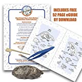 1-Pack OBDK Jumbo Barn Owl Pellet Kit with Tools & Charts