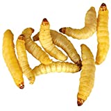Timberline Wax Worms (500 Count)