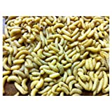 500 Live Wax Worms Bee Moth Live Bait Ice Fishing Reptile Gecko Food waxworms